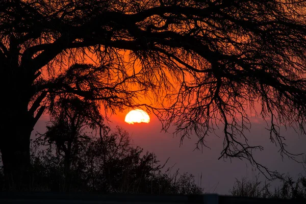 Sunrise Tree Dry Branches — Stock Photo, Image