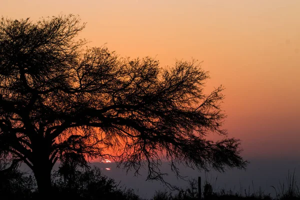 Sunrise Tree Dry Branches — Stock Photo, Image