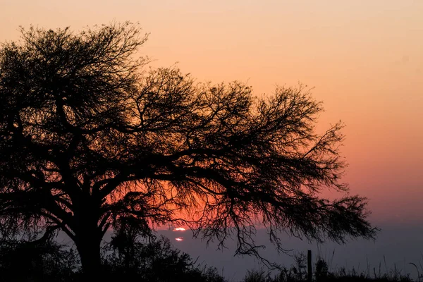 Sunrise Tree Dry Branches — Stock Photo, Image