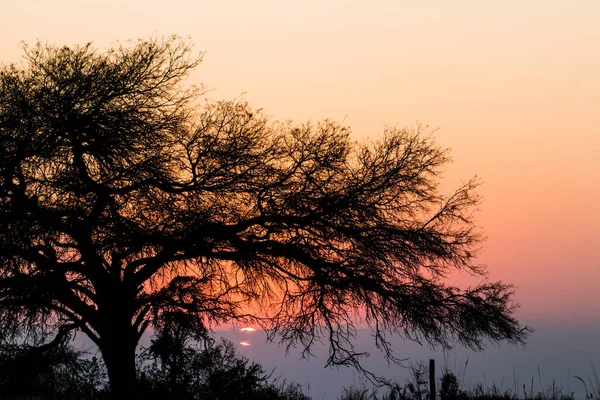 Восход Солнца Деревом Сухими Ветвями — стоковое фото