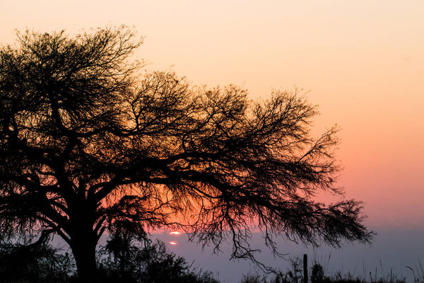 Sunrise behind tree with dry branches