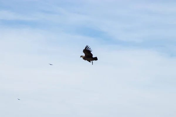 wild condor flying in the sky seen from front