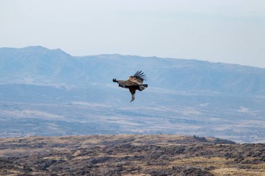 Vahşi Akbaba dağların üzerinden uçuyor.