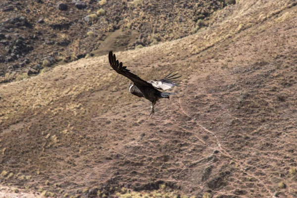Дикий Кондор Літає Над Горами Вид Спереду — стокове фото