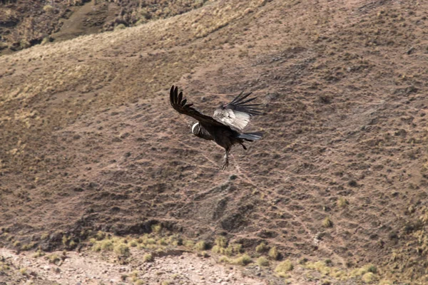 Dziki Kondor Latający Nad Górami Widziany Przodu — Zdjęcie stockowe