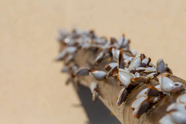 Many Mussels Wooden Stick Beach Stock Photo