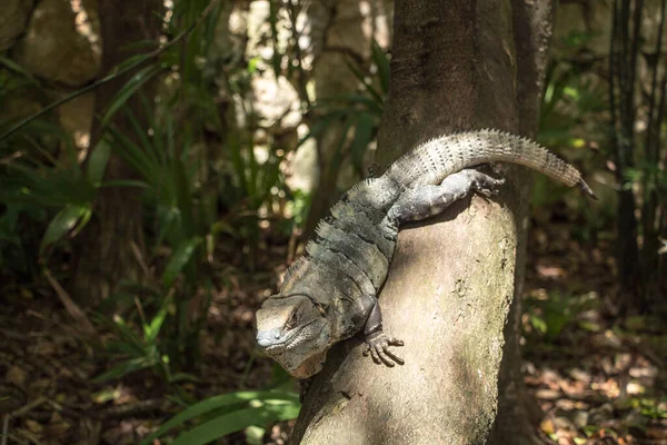 Grande Lagarto Verde Log — Fotografia de Stock