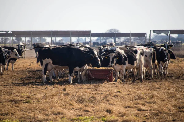 Grupos Vacas Leiteiras Que Alimentam Recipiente — Fotografia de Stock