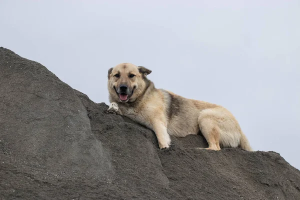 灰色の砂の上に寝そべっている茶色の犬 — ストック写真