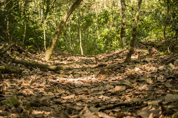 Hojas Secas Sendero Selva Amazónica — Foto de Stock