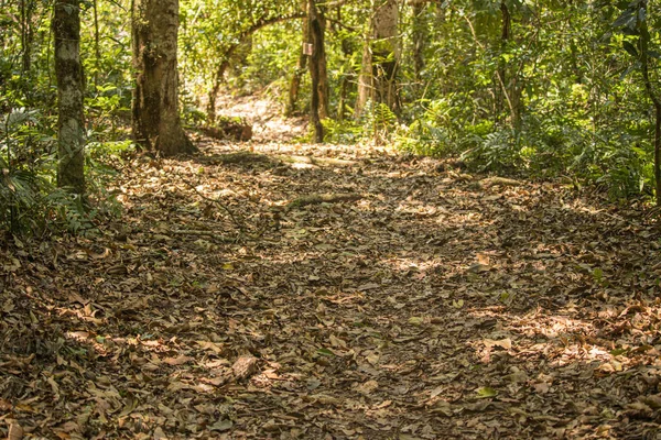 Hojas Secas Sendero Selva Amazónica — Foto de Stock