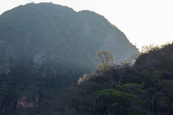 Baum Auf Dem Gipfel Des Berges Von Der Morgensonne Erleuchtet — Stockfoto