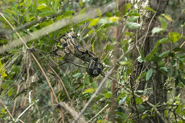 Wilde Große Pythonschlange Auf Einem Baum Bolivianischen Dschungel Zusammengerollt — Stockfoto