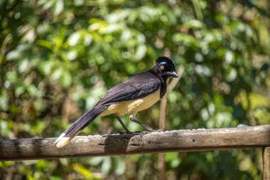 Direğe tünemiş vahşi bir saksağan.