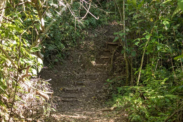 Escaleras Camino Entre Árboles Selva Tropical — Foto de Stock