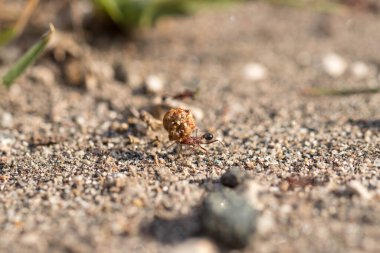 Karınca yuvaya yiyecek taşıyor.