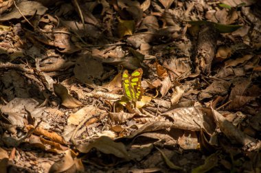 Kuru yaprakların üzerinde güneş banyosuyla aydınlatılmış sarı ve siyah kelebek.