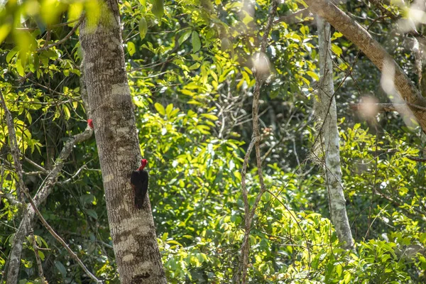Два Червоних Лісоруби Дереві Джунглях — стокове фото