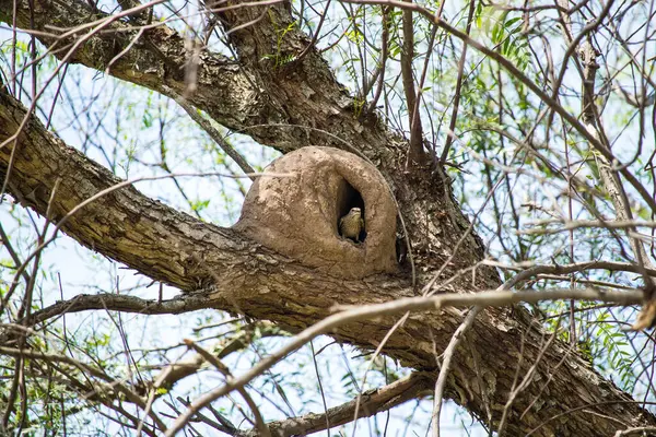 Bird nest made of clay in a tree branch — Stock Image Bird Nest Made Clay Tree Branch Stock Picture