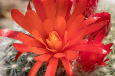 Kaktüs kırmızısı tomurcukları baharda açar.