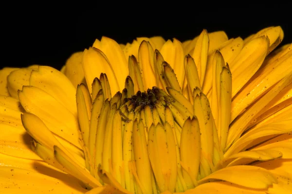 Bela Flor Cabeça Amarela Primavera — Fotografia de Stock