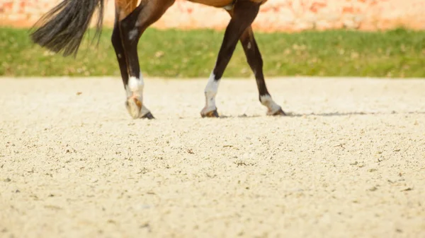 Os cascos de um cavalo montado em terreno arenoso. Aquecimento-up — Fotografia de Stock