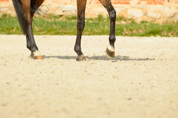 Die Hufe eines Reiters, der auf sandigem Gelände reitet. Aufwärmen — Stockfoto