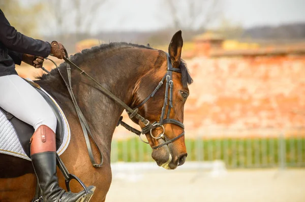 Ein gepolstertes Pferd mit einem Reiter vor dem Wettkampf. Aufwärmen — Stockfoto