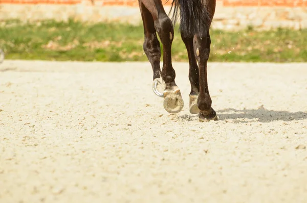 Os cascos de um cavalo montado em terreno arenoso. Aquecimento-up — Fotografia de Stock