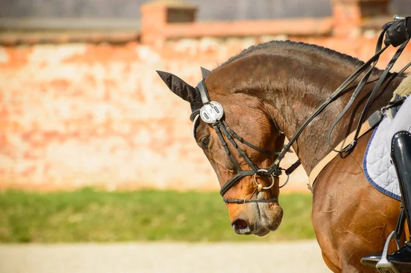 Ein gepolstertes Pferd mit einem Reiter vor dem Wettkampf. Aufwärmen — Stockfoto