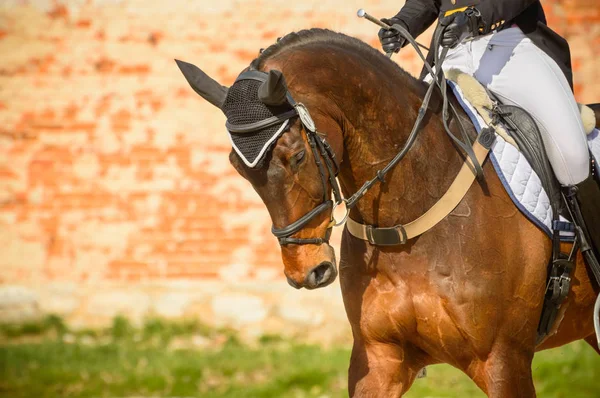 Ein gepolstertes Pferd mit einem Reiter vor dem Wettkampf. Aufwärmen — Stockfoto