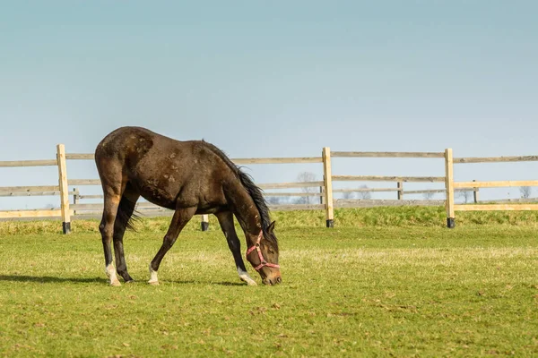 Ein weidendes Pferd auf einer Wiese voller Gras. — Stockfoto