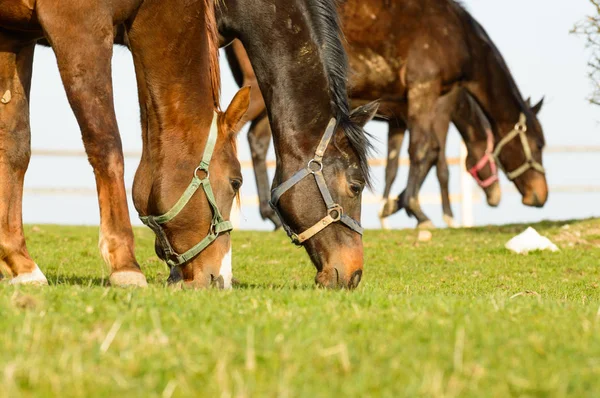 Un cheval brouteur sur une prairie pleine d'herbe . — Photo