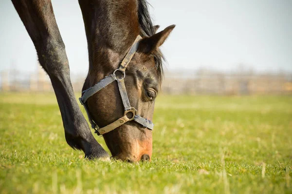 Un cheval brouteur sur une prairie pleine d'herbe . — Photo
