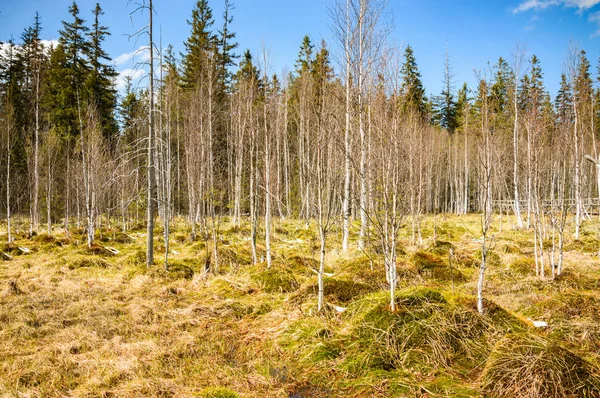 Cüce pigmeler bataklık, bataklık alanı üzerinde.