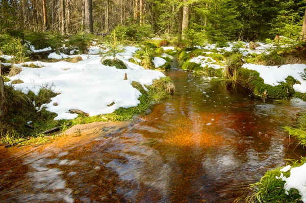 Brown river on the peat bog, forest covered with moss. — Stock Photo, Image