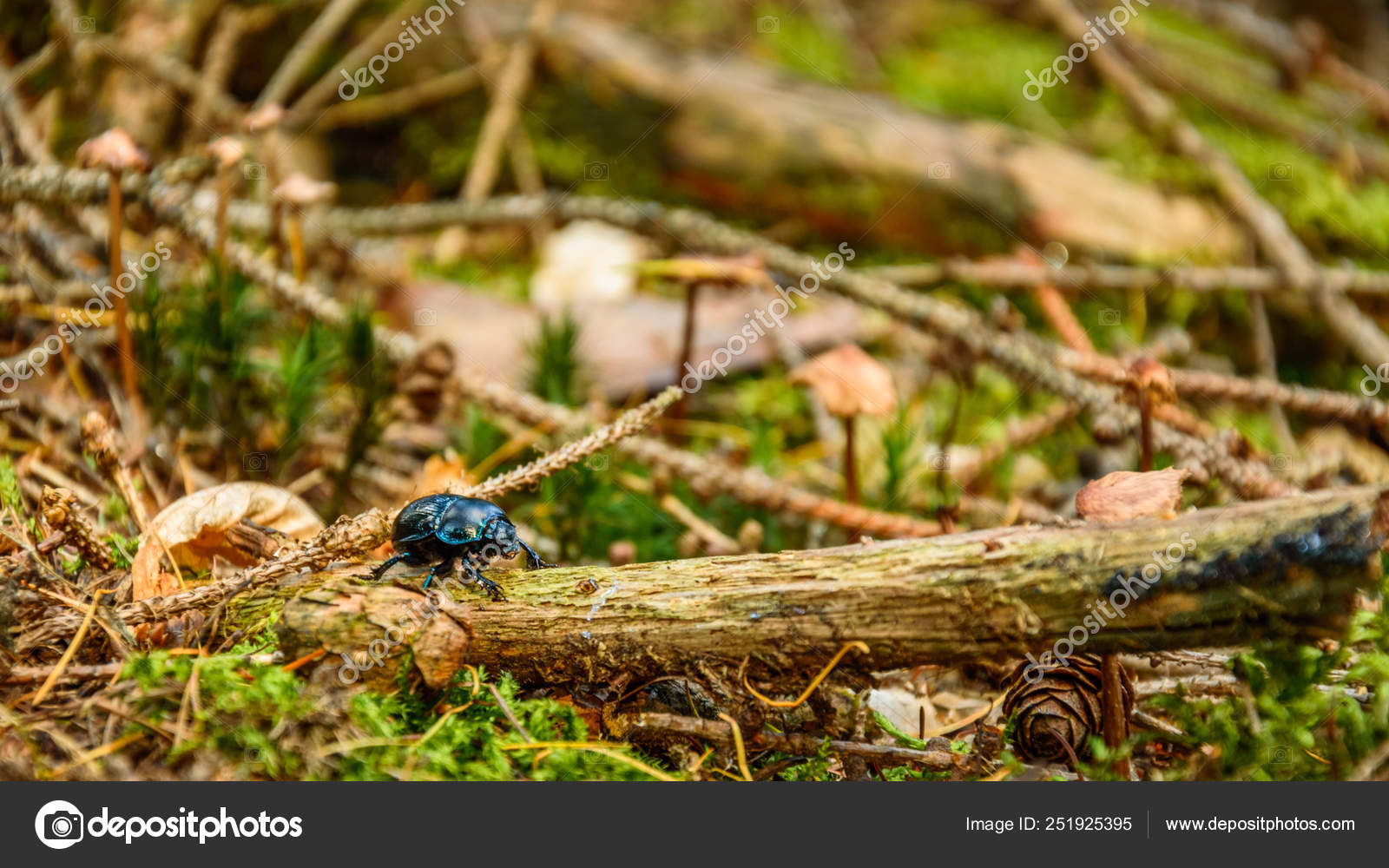 Anoplotrupes Stercorosus Um Besouro Colorido Caminha Atraves Da Vegetacao Em Um Ambiente Natural Stock Photo C Castigatio 251925395