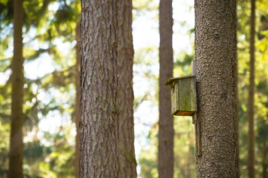 Ağaç üzerinde kuşlar için ahşap kabin.