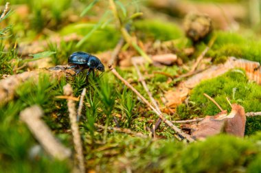 Anoplotrupes stercorosus, renkli böcek orman çalılar doğal bir ortamda size yürür.