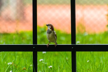 Passer domesticus, bir çit oturan serçe.