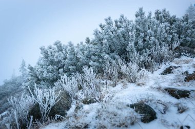Lehçe kış manzara dağlar, karla kaplı dağlar ve bitki örtüsü, bir turist iz Karkonosze içinde.