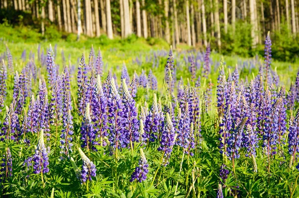 A mountain meadow full of purple flowers Lupine. — Stock Photo, Image