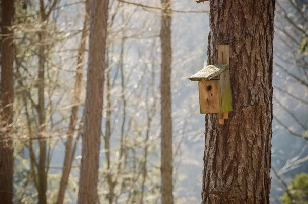 Drewniane budki dla ptaków na drzewie. — Zdjęcie stockowe
