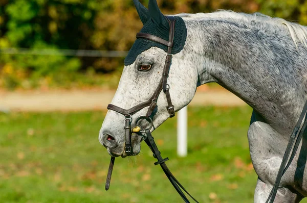 Grijze paard op Paardensport concurrentie, leuk dier. — Stockfoto