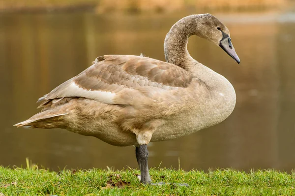 Cygnus, ein ruhender Schwan am Ufer des Teiches. — Stockfoto