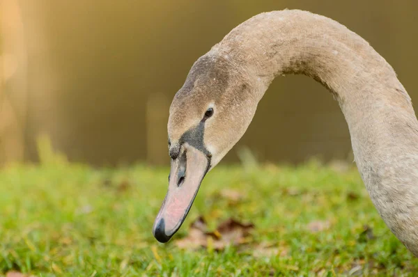 Cygnus, ein ruhender Schwan am Ufer des Teiches. — Stockfoto