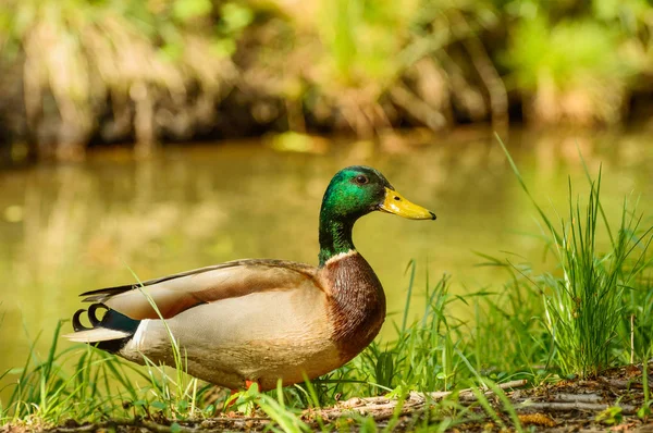 Anas platyrhynchos, Mallard duck in een natuurlijke omgeving aan de oevers van het water. — Stockfoto