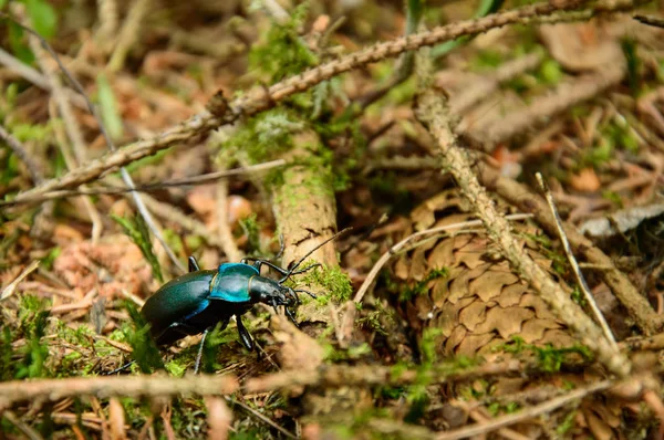 Anoplotrupes stercorosus カラフルなカブトムシを歩く自然環境で森林の下草. — ストック写真