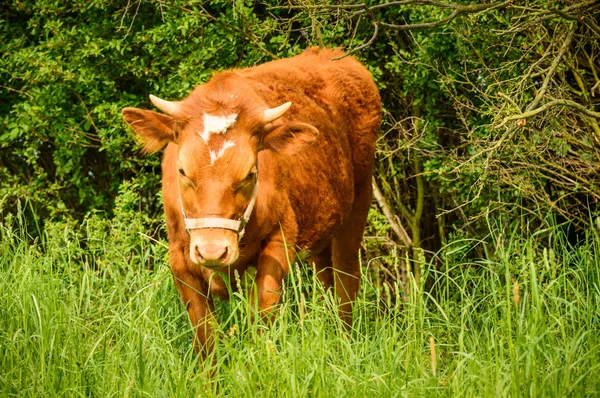 Bos taurus, toro peligroso en el campo con hierba verde . —  Fotos de Stock