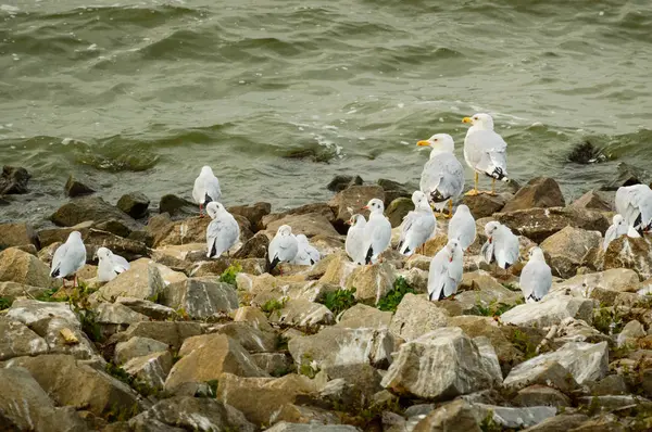 Larinen, ein Schwarm Möwen, die auf den Steinen am Ufer des Sees sitzen. — Stockfoto